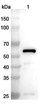 SeV Fusion Protein Polyclonal Antibody