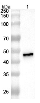 ASFV NP419L Polyclonal Antibody