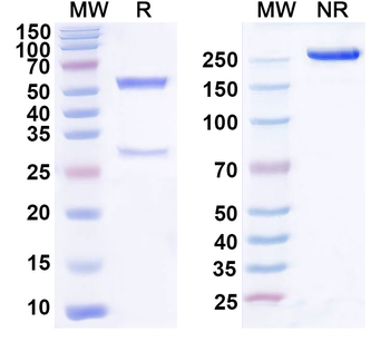 HPV16 L1/Major capsid protein L1 Antibody