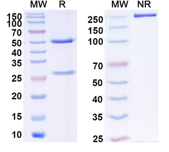 HPV18 L1/Major capsid protein L1 Antibody