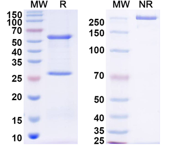 Mouse PD1 / VEGF-A Bispecific Antibody