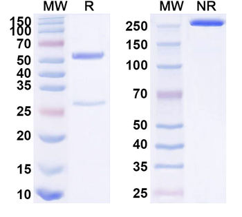 Mouse PD1 / VEGF-A Bispecific Antibody