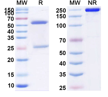 Influenza A/B virus NA/Neuraminidase Broad-Neutralizing Antibody