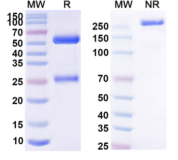 Human CD191/CCR1 Antibody