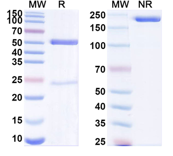 HRV-14 Capsid protein VP3 Antibody