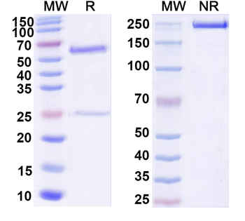 HRV-14 Capsid protein VP1 Antibody