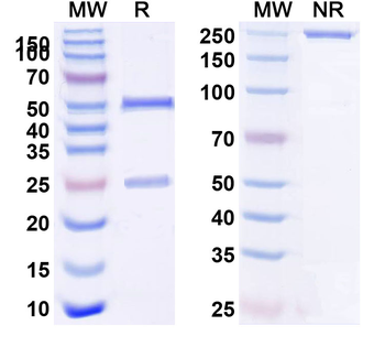 HRV-14 Capsid protein VP1 Antibody