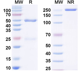 CD257/BAFF/TNFSF13B/BLYS Antibody