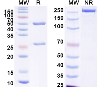 Human CD162/SELPLG Antibody