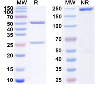 Human CD366/HAVCR2/TIM-3 Antibody