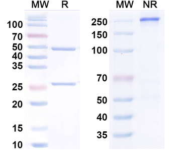 IL1RL1/ST2 Antibody (TQC2938)