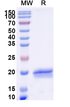 G protein Nanobody Antibody