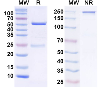 POTRA domain-containing protein/OMP Antibody