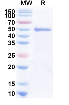Dog TNFa/TNF-alpha Antibody