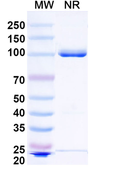 HSV Glycoprotein B/gB Antibody