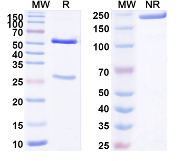 Human S100A4 Antibody