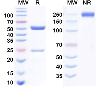 Monkeypox virus/MPXV M1R Antibody