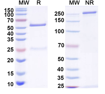 Monkeypox virus/MPXV M1R Antibody