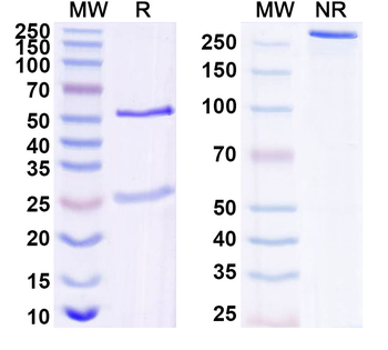 CCHFV Glycoprotein C/Gc Antibody