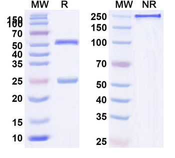 HPV16 L1/Major capsid protein L1 Antibody