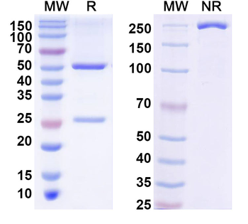 Langya virus/LayV G/Glycoprotein Antibody