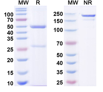CPV A27L Antibody