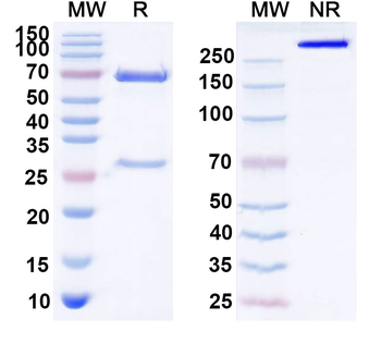 HPV16 E7/Protein E7 Antibody