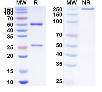 HPV18 E7/Protein E7 Antibody