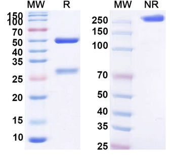 HPV31 E7/Protein E7 Antibody