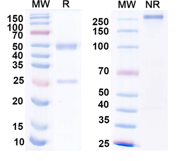 HPV45 E7/Protein E7 Antibody