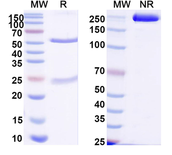 HPV52 E7/Protein E7 Antibody