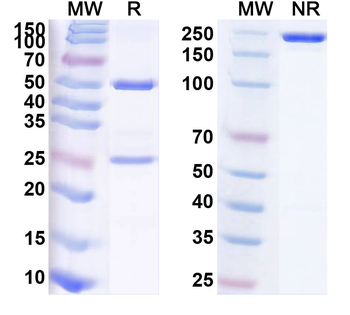 HPV52 E7/Protein E7 Antibody