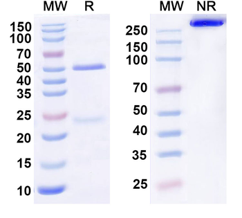 HPV52 E7/Protein E7 Antibody