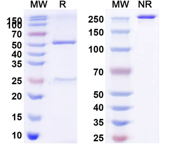 HPV58 E7/Protein E7 Antibody