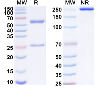 HPV58 E7/Protein E7 Antibody