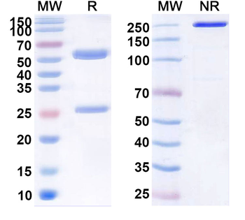HMPV F/Fusion Protein Antibody