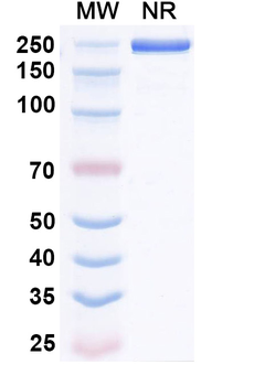 InVivoMAb Influenza B virus NA/Neuraminidase Broad-Neutralizing Antibody