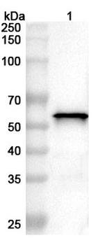HCoV-OC43 NP/Nucleoprotein Polyclonal Antibody