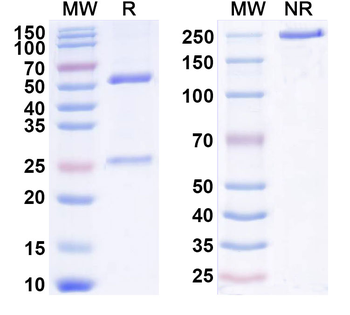 AAV9 VP1/Capsid protein VP1 Antibody