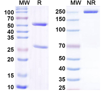 AAV9 VP1/Capsid protein VP1 Antibody