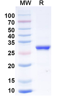 Human TNFa/TNF-alpha Antibody