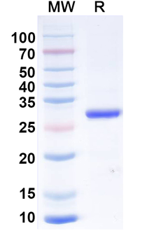 Human TNFa/TNF-alpha Antibody