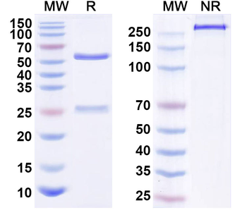 Human IL38/IL1F10 Antibody