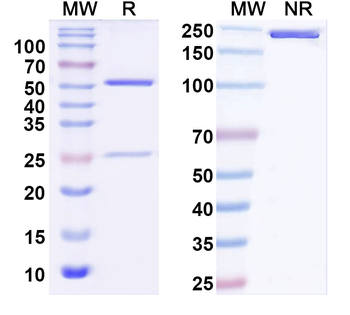 Human IL38/IL1F10 Antibody