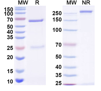 HSV Glycoprotein B/gB Antibody