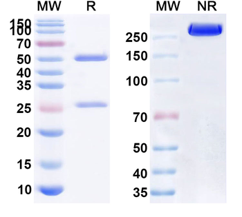 InVivoMAb Mouse IL11RA Antibody