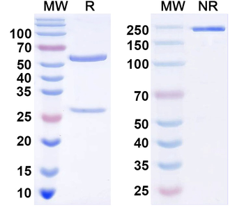 Human GREM1 Antibody