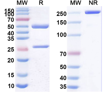 Mouse BCMA & CD3E Bispecific Antibody