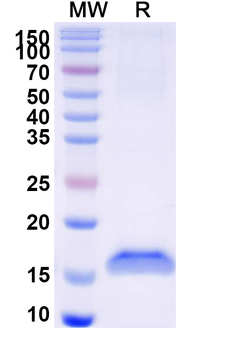 Human GFAP Nanobody Antibody