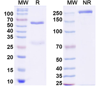 HPV16 L1/Major capsid protein L1 Antibody